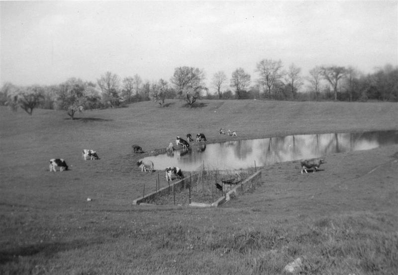 Another shot of the pond taken during the 1940's
