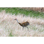 sandhill_crane_02.jpg