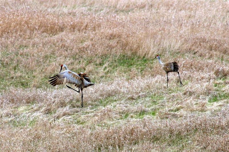 sandhill_crane_07.jpg