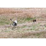 sandhill_crane_08.jpg