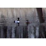Ringneck Ducks